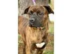 Adopt Opie a Boxer