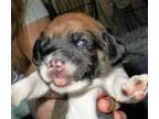 Adopt Obstinato(Magdalene) a Tricolor (TanBrown and Black and Wh
