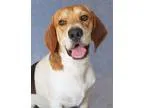 Adopt Paint a Tricolor (TanBrown and Black and White) Beagle  Ba