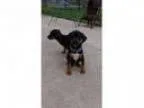 Adopt Turk a Miniature Pinscher Beagle