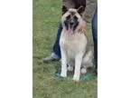 Adopt Sakura a Akita  Mixed dog in Silver Spring MD (15661458)