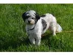 Adopt Dots a White - with Gray or Silver Shih Tzu  Mixed dog in 