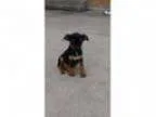 Adopt Tantor a Miniature Pinscher Beagle