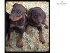 Doberman Pinschers in Los Angeles County