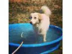 Adopt Tori a Spitz Australian Shepherd