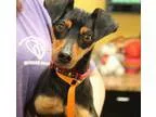Adopt Ranger a Miniature Pinscher