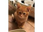 Office Assistant