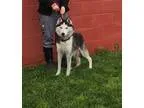 Adopt Lily - available 528 a Black - with White Siberian Husky  