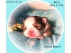 Baby Bravo