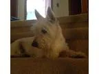 Adopt Petunia a White Westie West Highland White Terrier  Mixed 