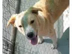 Adopt Kelly a Australian Shepherd Labrador Retriever