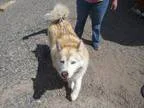 Adopt Kodi a RedGoldenOrangeCh estnut - with White Alaskan Malam