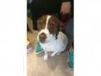 Adopt DorisADOPTION PENDING a Terrier