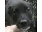 Adopt Duncan a Black - with White Labrador Retriever  Mixed dog 