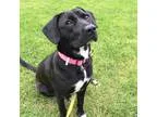 Adopt Rain a Black - with White Labrador Retriever  Mixed dog in