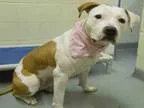 Adopt SKITTLEZ a American Pit Bull Terrier  Mixed dog in Anchora