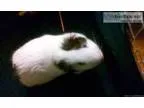Guinea pig male