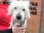 Adopt Dexter a White Westie West Highland White Terrier  Mixed d