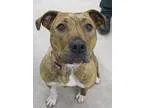 Adopt Tootsie a Pit Bull Terrier
