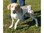 Adopt Matthew a Hound