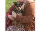 Adopt Nancy- N a Miniature Pinscher Manchester Terrier