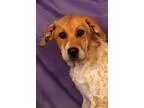 Adopt Geeshie a Coonhound  Mixed dog in Oakland CA (15299388)