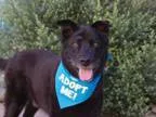 Barney - Male Labrador Retriever Mix