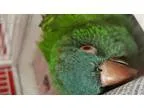 Adopt Beau a Conure bird in West Fargo ND (15517717)