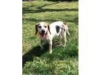 Adopt Kadie a Beagle