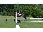 Great Mare With Show Miles in All Three Rings
