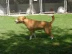 american pitbull - Price: 250
