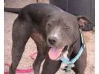 Adopt Snoopy a Black - with White Labrador Retriever  Shar Pei  