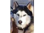 Adopt Weasel a Black - with White Siberian Husky  Mixed dog in E