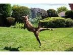Adopt Sheana a Boxer