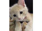 Adopt Moses a Domestic Shorthair cat in Sioux Falls SD (15659087