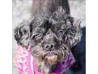 Adopt Oscar a Poodle (Miniature)  Mixed dog in Quakertown PA (15