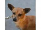 Adopt Sonia a TanYellowFawn Toy Fox Terrier dog in Culver City C
