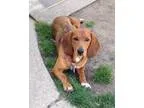 Adopt Pepper a Basset Hound