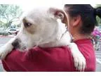 Adopt Momma a Australian Shepherd