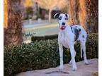 Adopt Isabel a Great Dane