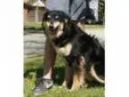 Adopt smiley a Australian Shepherd