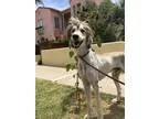 Adopt Willian a TanYellowFawn - with Black Afghan Hound  Mixed d