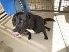 Adopt Winter a Labrador Retriever Pit Bull Terrier