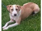 Adopt Rosie a TanYellowFawn - with White Beagle  Collie  Mixed d
