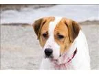 Adopt Kya a Shar Pei