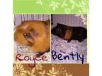 Teacup pig for sale - Price: $500.00