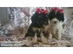 Poodle puppies for sale