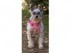 Adopt Mui Mui a Schnauzer Poodle