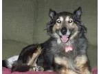 Adopt Shelley a Tricolor (TanBrown and Black and White) Australi