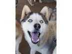 Adopt Neo a GraySilverSalt and Pepper - with White Siberian Husk
